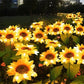 🌻 60% RABATT! Solcellslampor i solrosdesign – IP65 vattentäta, realistiska kronblad & automatiskt ljus i 8–12 timmar ☀️