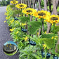 🌻 60% RABATT! Solcellslampor i solrosdesign – IP65 vattentäta, realistiska kronblad & automatiskt ljus i 8–12 timmar ☀️