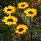 🌻 60% RABATT! Solcellslampor i solrosdesign – IP65 vattentäta, realistiska kronblad & automatiskt ljus i 8–12 timmar ☀️